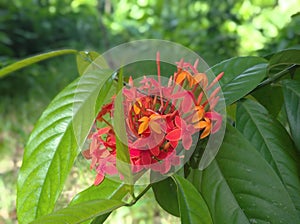 Chinese ixora or Rangan flower
