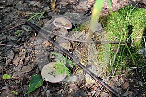 Russulas (edible mushroom) photo