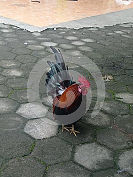 the name of a jungle fowl that has participated in a densely populated environment, with an easy maintenance process. photo