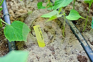 Name tag vegetable for grow