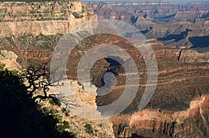 A silhouette of a tree contrasts against the sunbaked layers of the Grand Canyon.