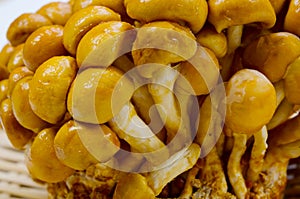 Nameko mushroom