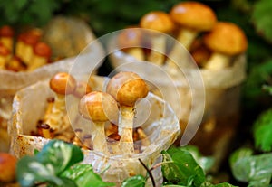 Nameko mushroom