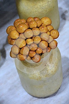 Nameko mushroom in a pot on display