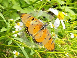 Nameless butterfly
