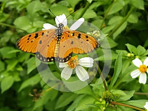 Nameless orange butterfly