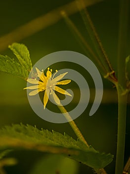 Nameless wildflower In Colombia photo