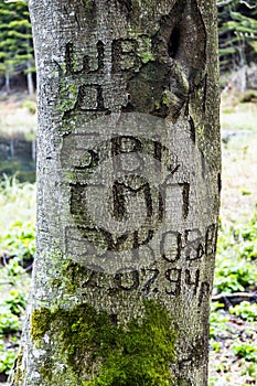 A names and date carved into a tree trunk as an example of vandalism