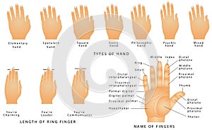 Names of the Fingers