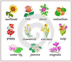 Names of flowers in English. Set of illustrations for encyclopedia or for kids school botany textbook. Educational page for