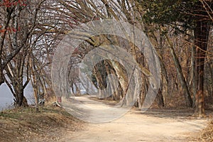 Nami Island Autumn Scene