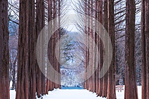 Nami island,Row of pine trees.