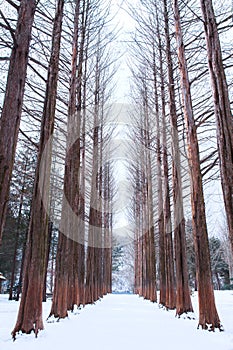 Nami island Row of pine trees in winter.