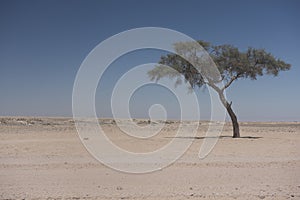 Namib Desert - Lonely tree, Africa photo