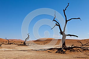 Namib desert
