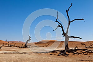 Namib desert photo