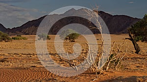 Namib desert, Africa