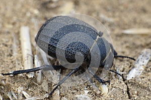 Namib Desert Beetle
