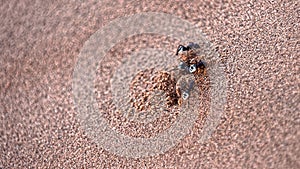 Namib desert dune ants photo