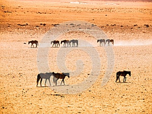 The Namib Desert feral horses herd at waterhole near Aus, Namibia, Africa