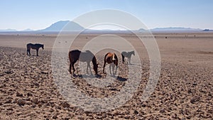 Namib Desert horse is a feral horse found in the Namib Desert of Namibia. A flock of ostriches and a few gemsbok are in the