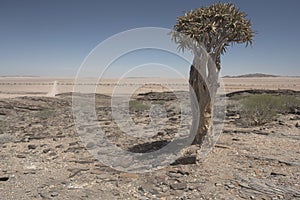 Namib Desert - Landscape