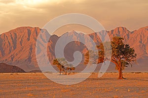 Namib desert landscape at sunset, Namibia