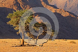 Namib desert landscape with thorn tree