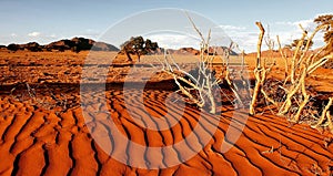 Namib desert, Namibia