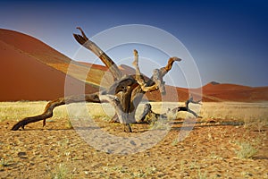 Namib Desert (Namibia)