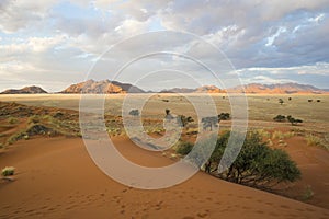 Namib-Naukluft National Park