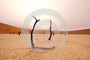 Namib-Naukluft National Park, Namibia, Africa