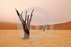 Namib-Naukluft National Park, Namibia, Africa