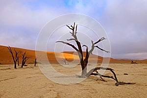 Namib-Naukluft National Park, Namibia, Africa