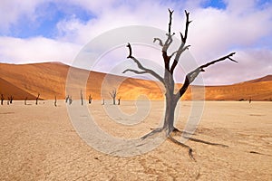 Namib-Naukluft National Park, Namibia, Africa