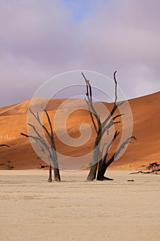 Namib-Naukluft National Park, Namibia, Africa