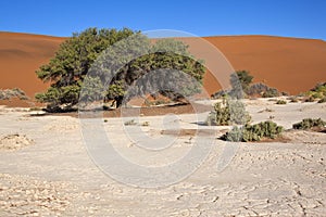 Namib-Nuakluft Desert - Namibia