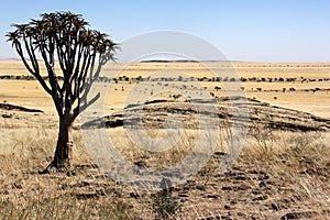 Namib-nuakluft Desert - Namibia