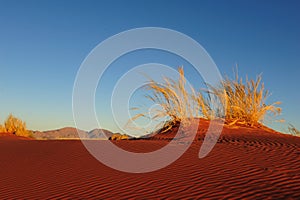 Namib Rand Nature Reserve (Namibia)