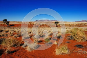 Namib Rand Nature Reserve (Namibia)