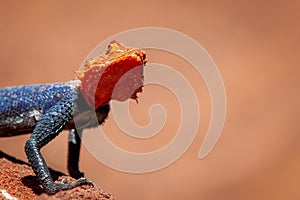 Namib rock agama