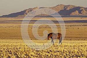 Namib wild horses, feral horses in a desert, walking into the sun