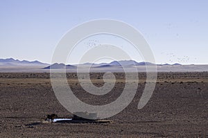 Namib wild horses, feral horses in a desert, walking into the sun