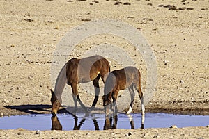 Namib wild horses, feral horses in a desert, drinking water