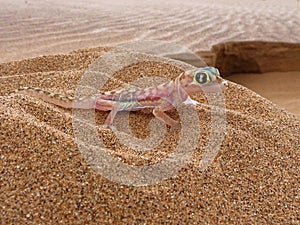 Namibgecko Pachydactylus rangei im Sand der Namib WÃÂ¼ste,Namibia, Afrika photo