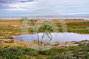 Namibia, Africa, savannah at sunrise