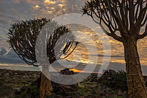 Namibia, with an ancient Quiver Tree in sunrise landscape.