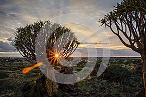 Namibia, with an ancient Quiver Tree in sunrise landscape.