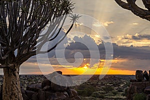 Namibia, with an ancient Quiver Tree in sunrise landscape.