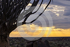 Namibia, with an ancient Quiver Tree in sunrise landscape.